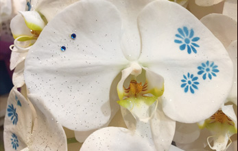錦3丁目の夜に映える花ならお任せください!